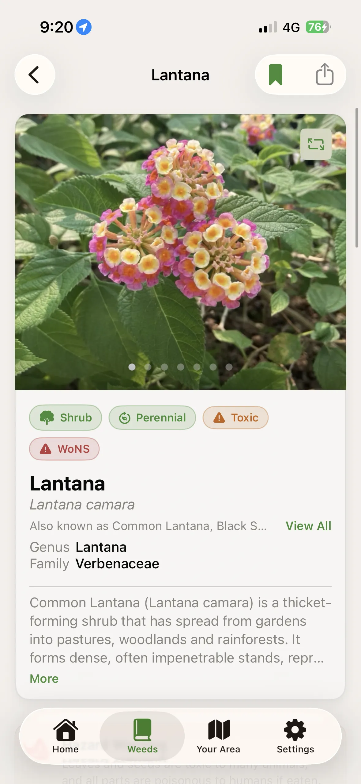 WeedScout species sheet for Lantana showing trait tags and description