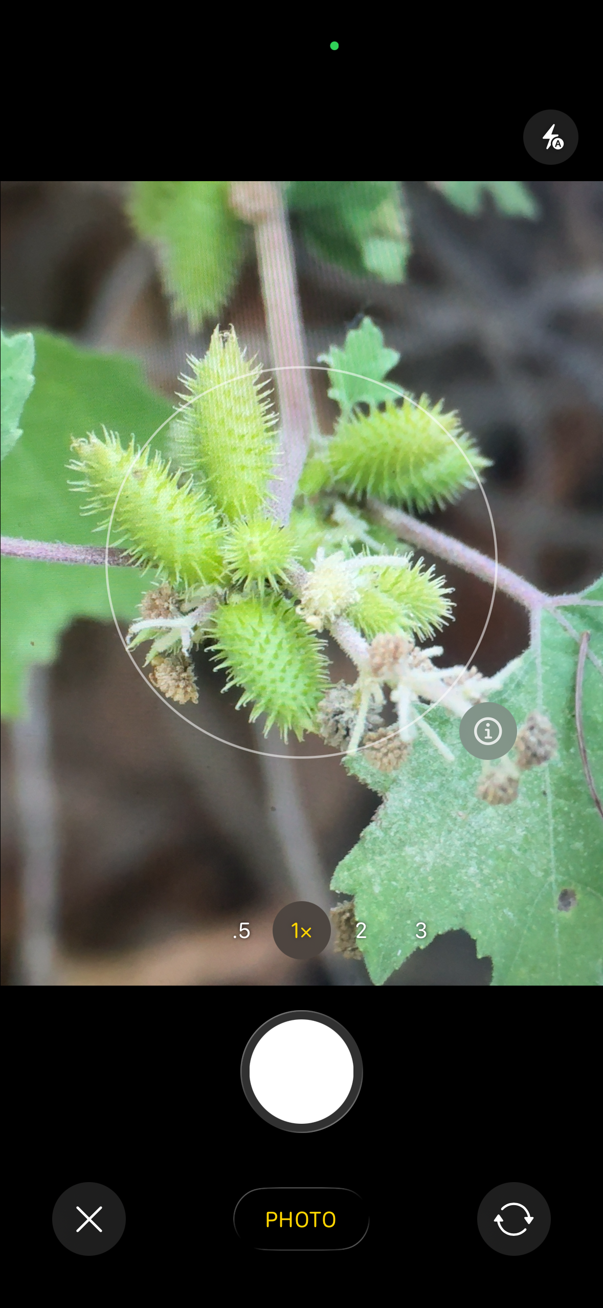 WeedScout camera capture screen
